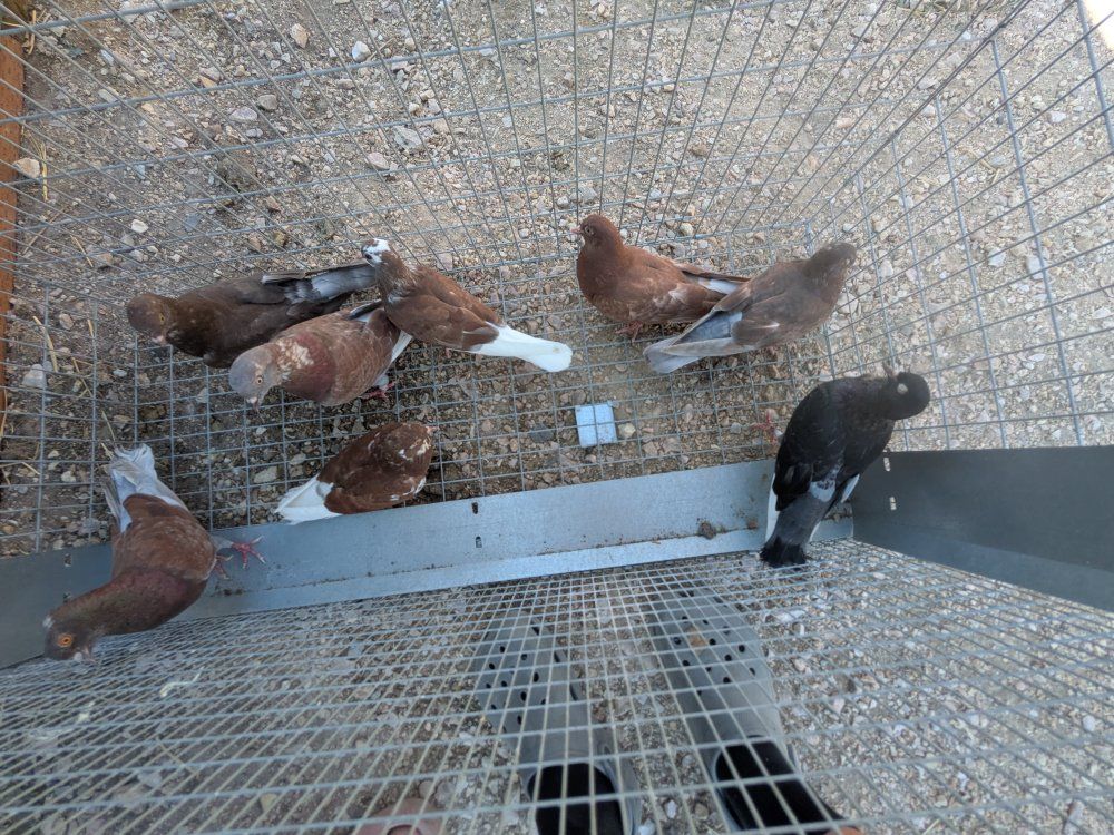 roller pigeons