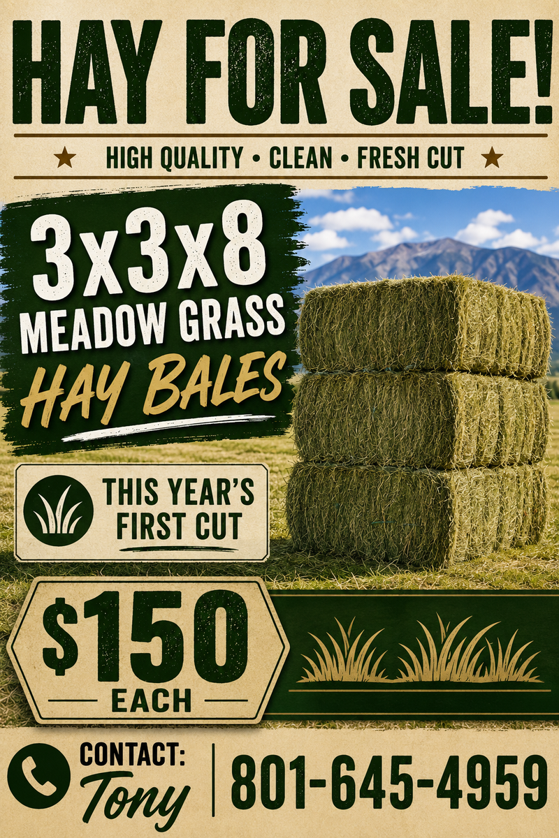 Meadow Grass Hay 3x3x8 1st cut