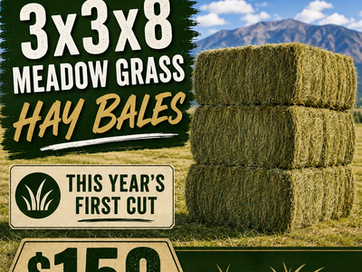 Meadow Grass Hay 3x3x8 1st cut