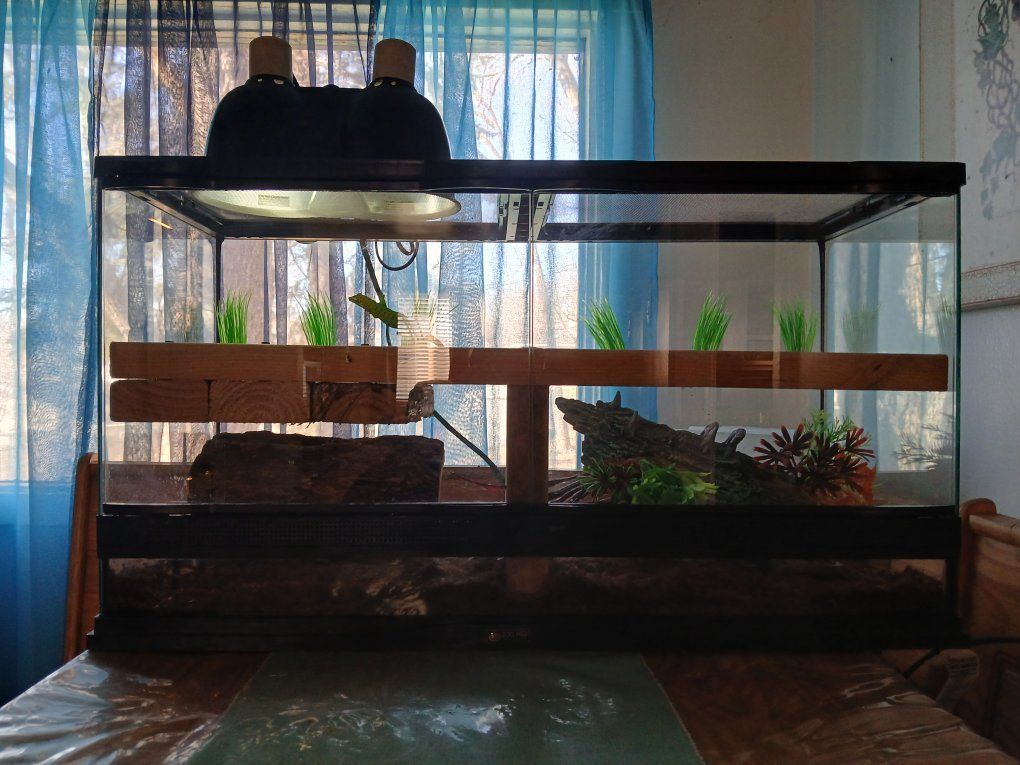 Giant day gecko and encloser