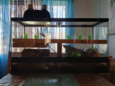 Giant day gecko and encloser