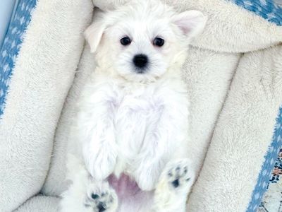 Coton de Tulear Boy 12-15lbs Hypoallergenic Lap Dog/Companion Dog like Maltese, Bichon, Westie, Poodle