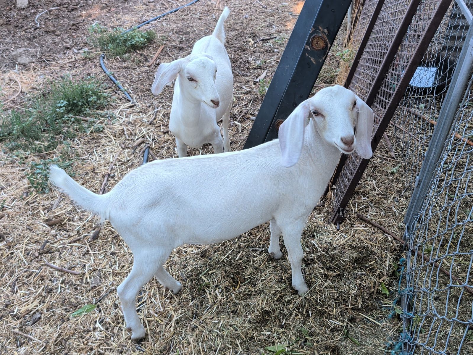 5 Month old doelings