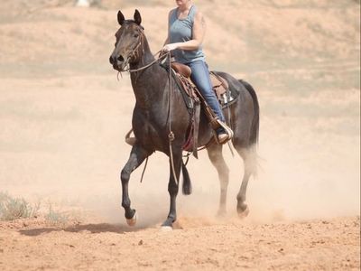 AQHA mare. NRCHA money earner.