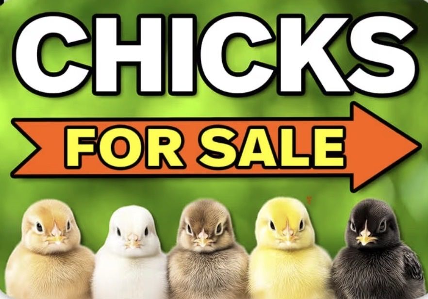 Brand new baby chicks.  Hatched April 27.