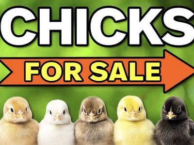 Brand new baby chicks. Hatched April 27.