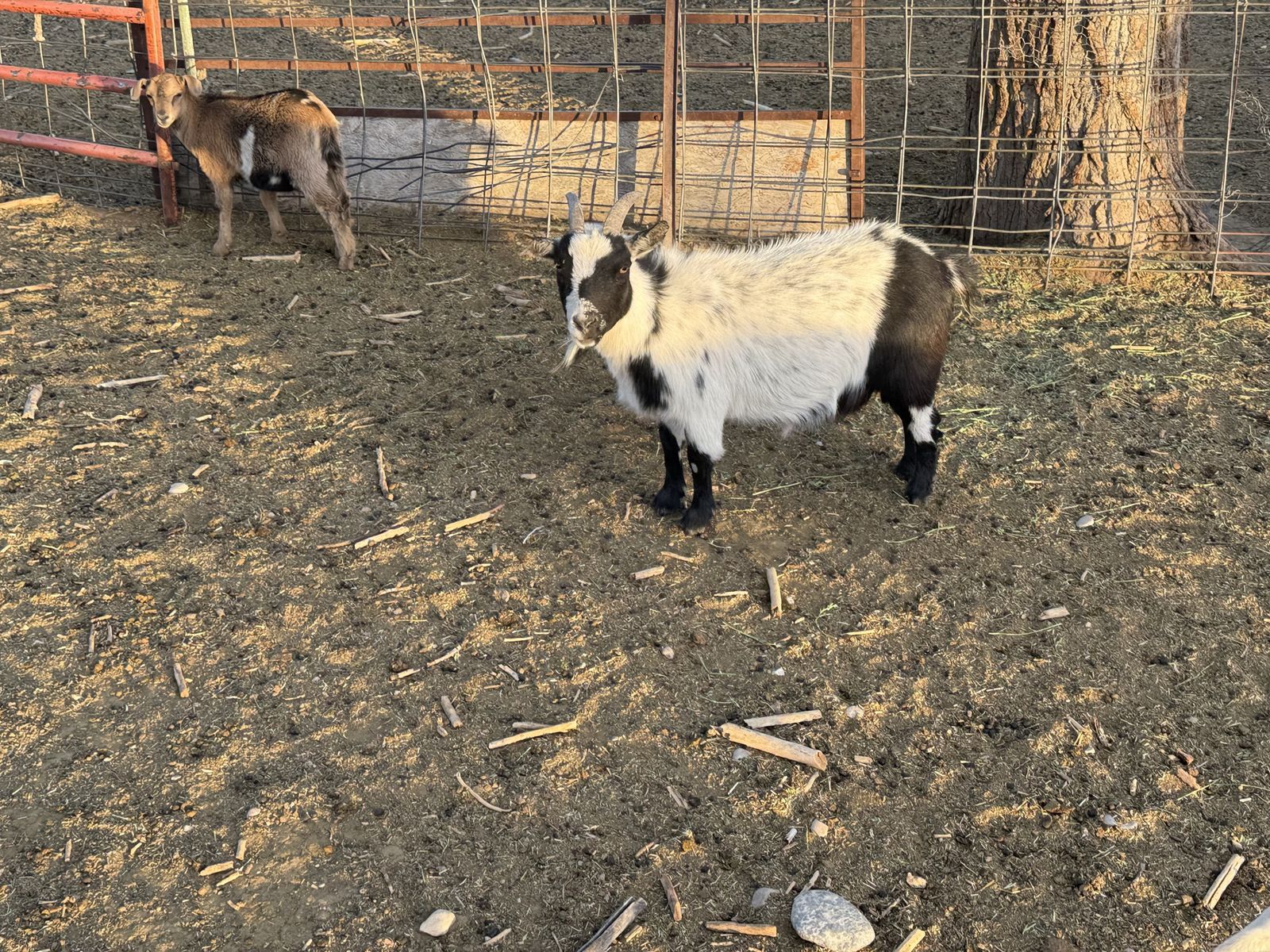 3.5 year old 2 Pygmy does for sale