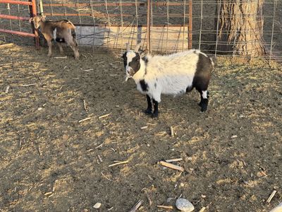 3.5 year old 2 Pygmy does for sale