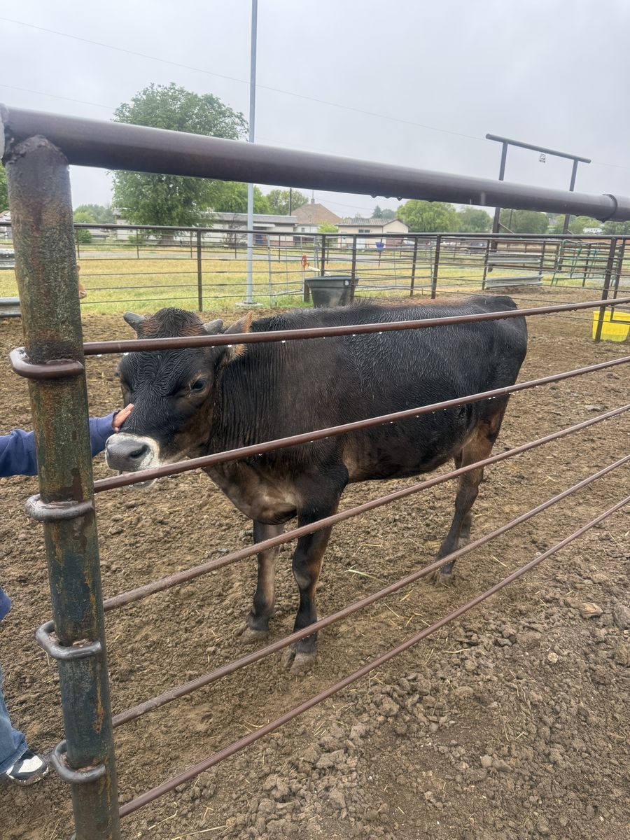 Jersey steer