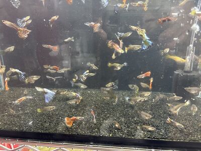 Guppies