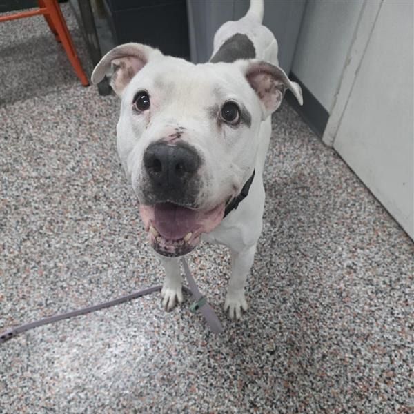 Hello my name is Smokey