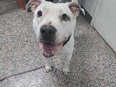 Hello my name is Smokey