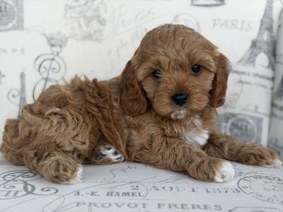 Adorable Cavapoo Puppy - “Maverik” Male, Hypoallergenic