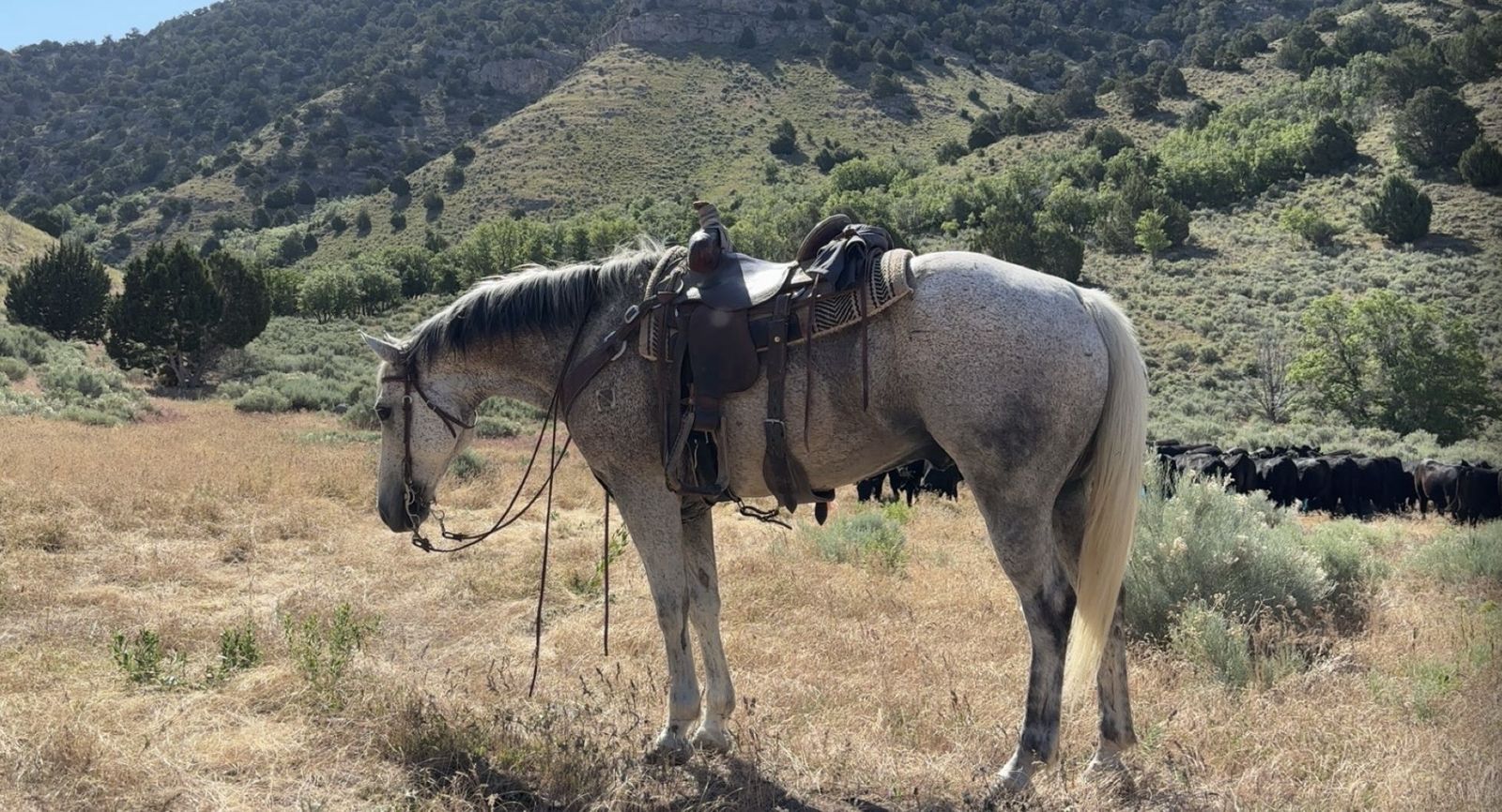 FINISHED HEAD HORSE/MOUNTAIN HORSE