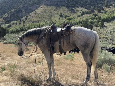 FINISHED HEAD HORSE/MOUNTAIN HORSE