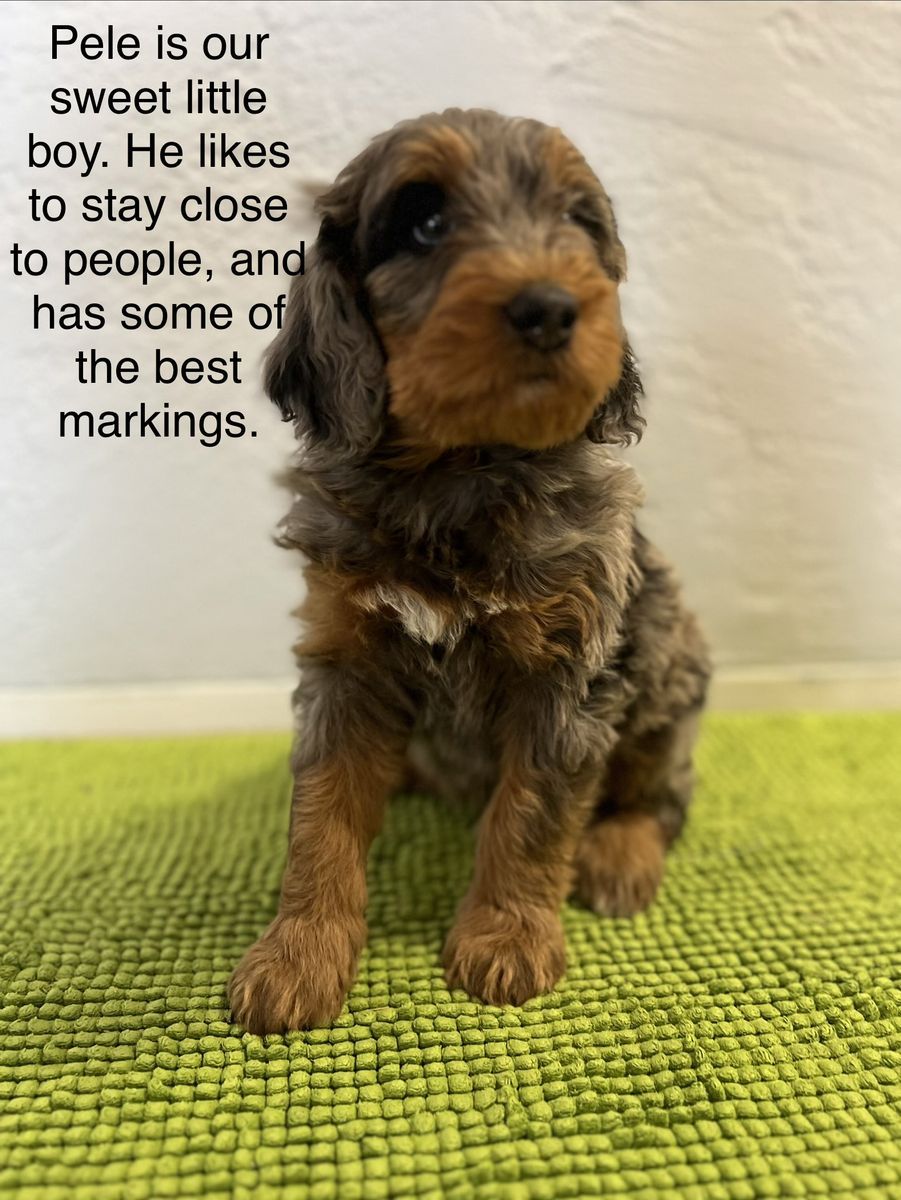 Bernedoodle medium Merle. ***8 weeks old ready to home