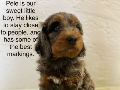 Bernedoodle medium Merle. ***8 weeks old ready to home