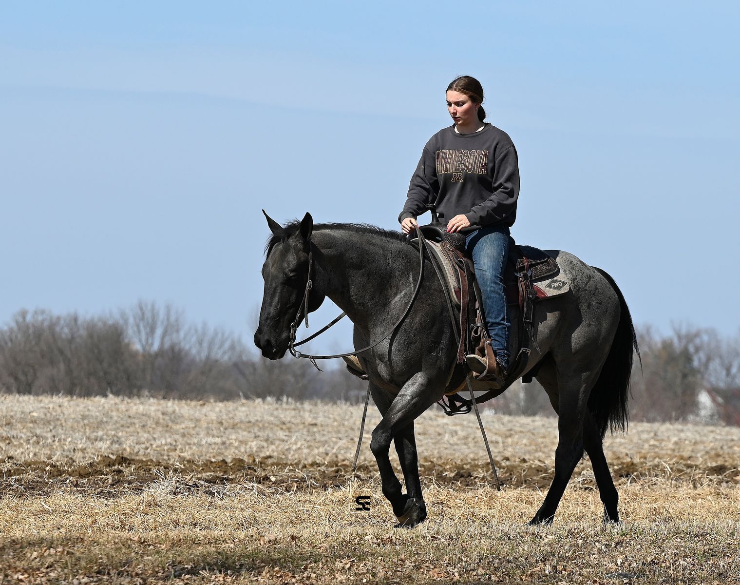 𝗧𝗥𝗨𝗘 𝗕𝗹𝘂𝗲 𝗥𝗼𝗮𝗻 𝗚𝗲𝗹𝗱𝗶𝗻𝗴 𝗔𝗡𝗬𝗕𝗢𝗗𝗬 𝗖𝗮𝗻 𝗥𝗶𝗱𝗲!