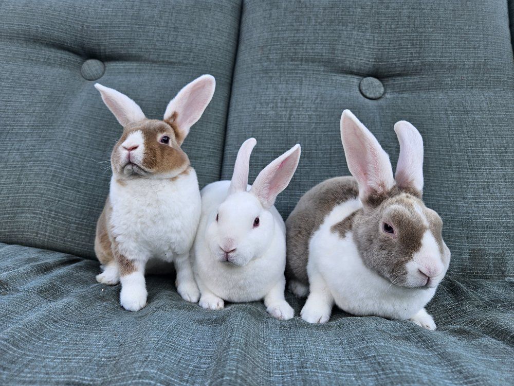 3 Mini Rex kits