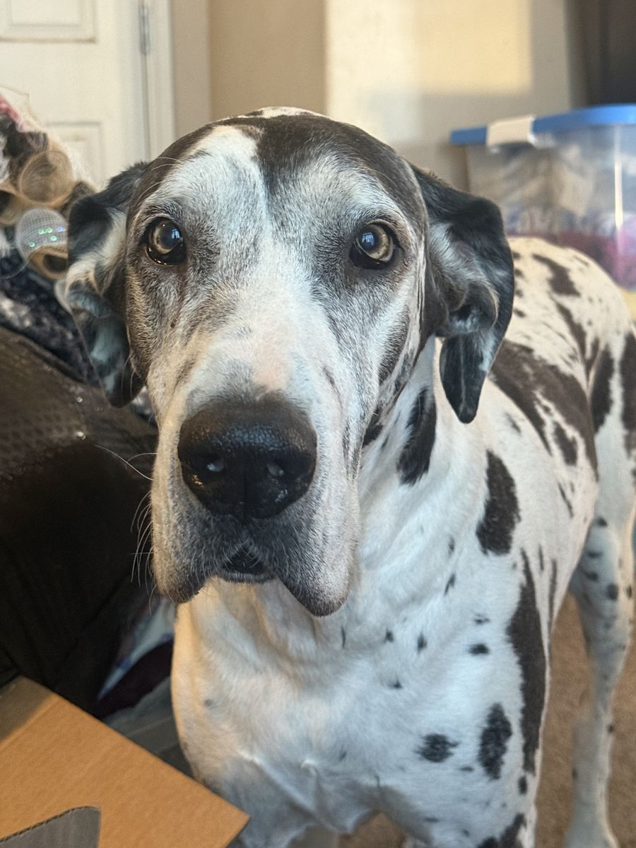 Looking For New Home For Great Dane