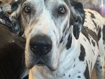 Looking For New Home For Great Dane