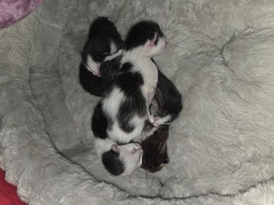 kittens