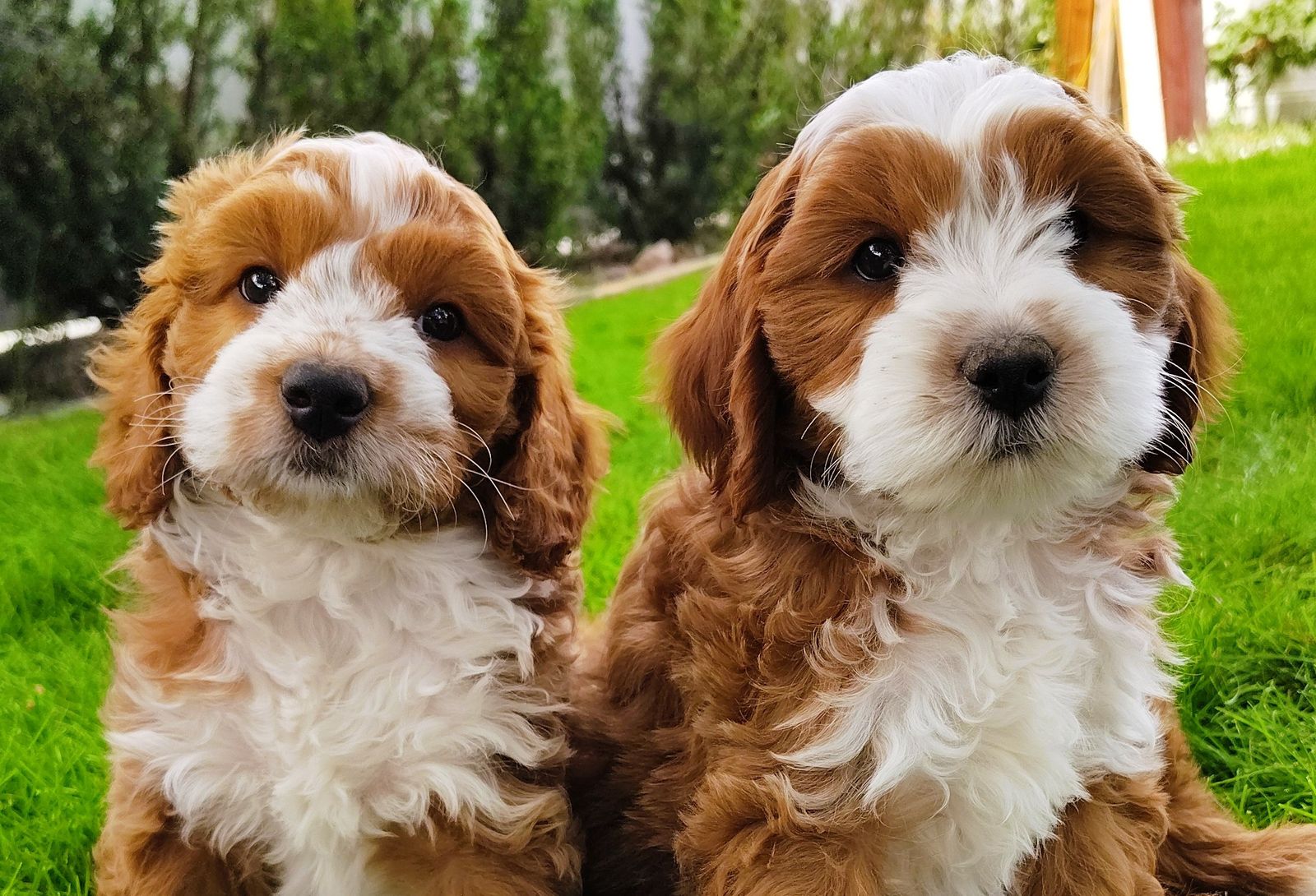 3rd Gen Mini GOLDEN CAVAPOO Puppies Goldendoodle Cavalier Golden Retriever Poodle F2b Multi-gen