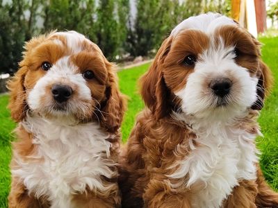 3rd Gen Mini GOLDEN CAVAPOO Puppies Goldendoodle Cavalier Golden Retriever Poodle F2b Multi-gen