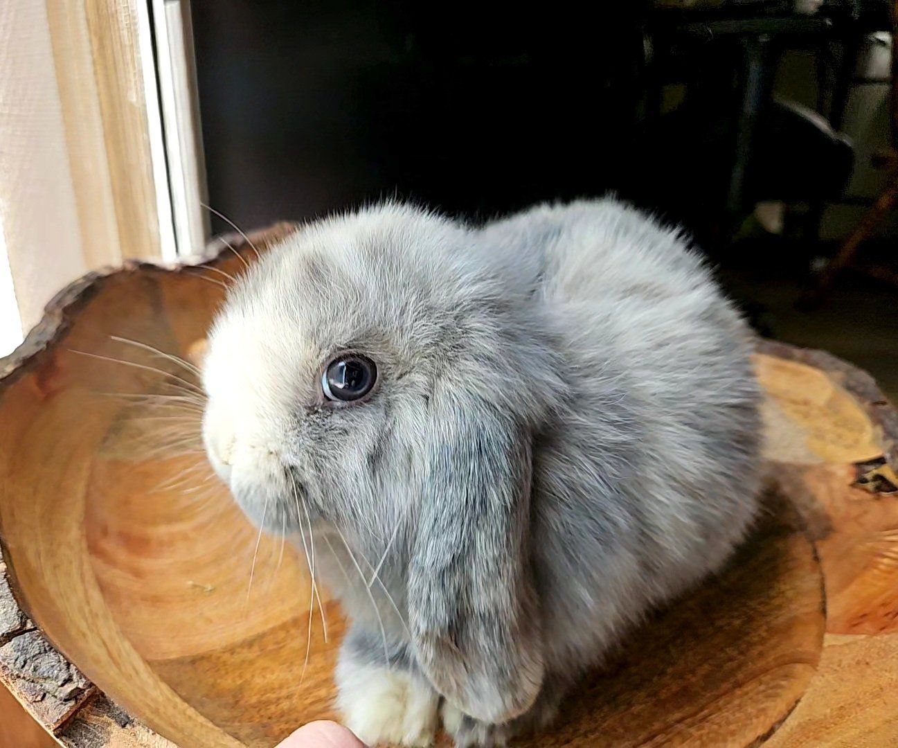 Holland Lop Does