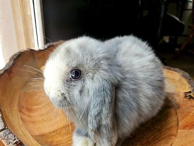 Holland Lop Does