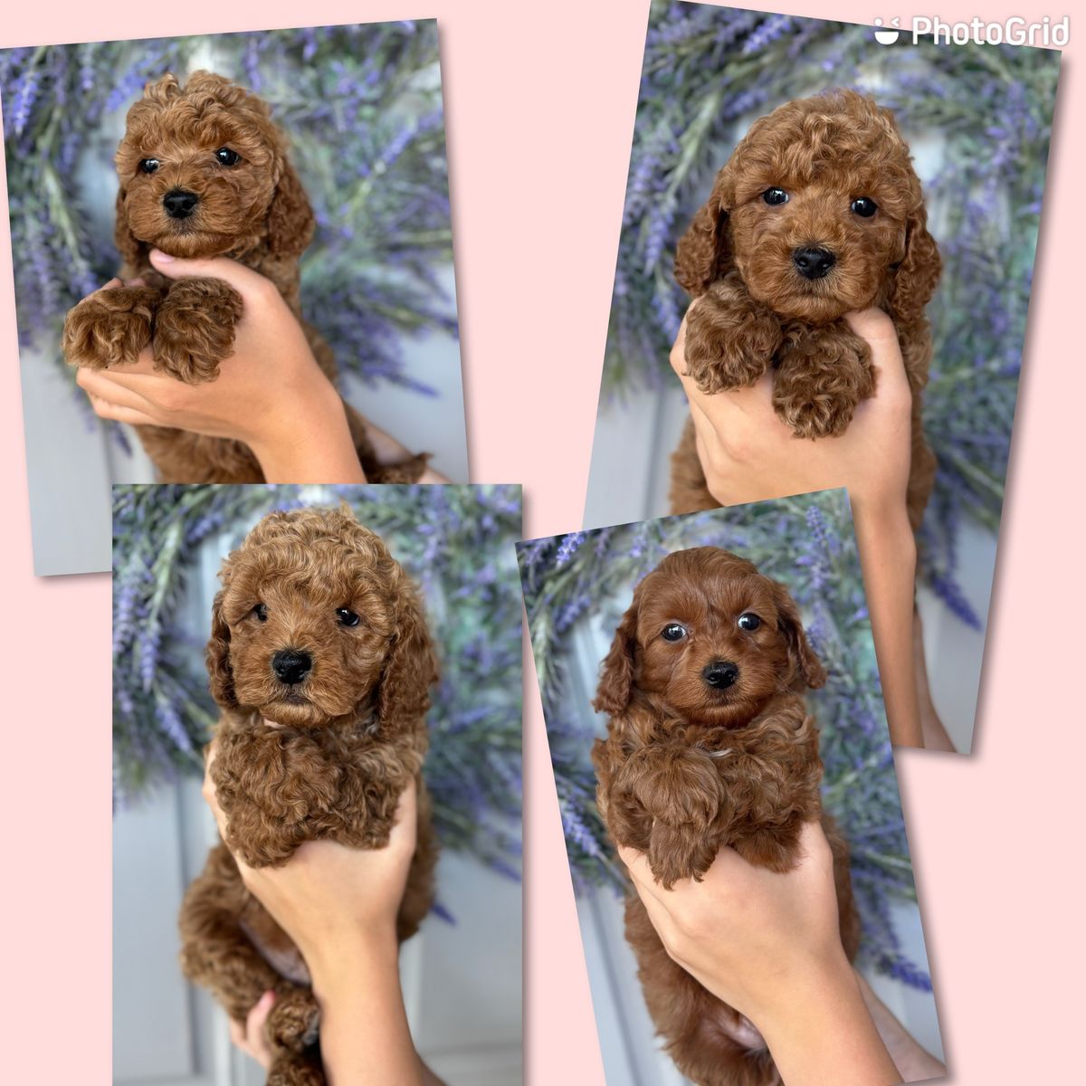 Micro teacup goldendoodle red