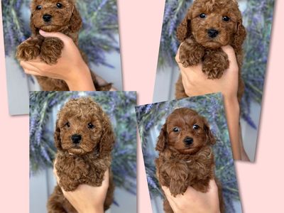 Micro teacup goldendoodle red