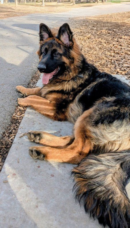 **AKC REGISTERED** Long-haired Red German Shepherd Puppies
