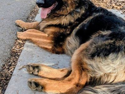 **AKC REGISTERED** Long-haired Red German Shepherd Puppies