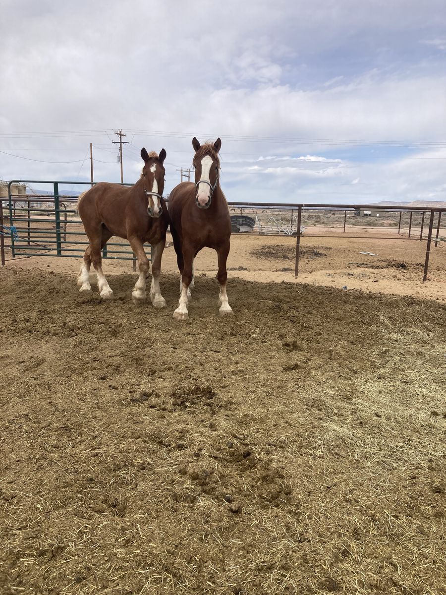 3 year old Belgian draft horse team