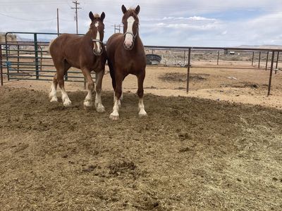3 year old Belgian draft horse team