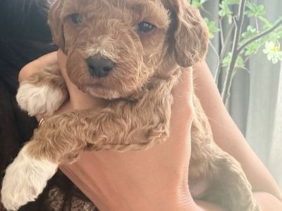 F1BB GOLDENDOODLE PUPPIES – READY JULY 4TH!