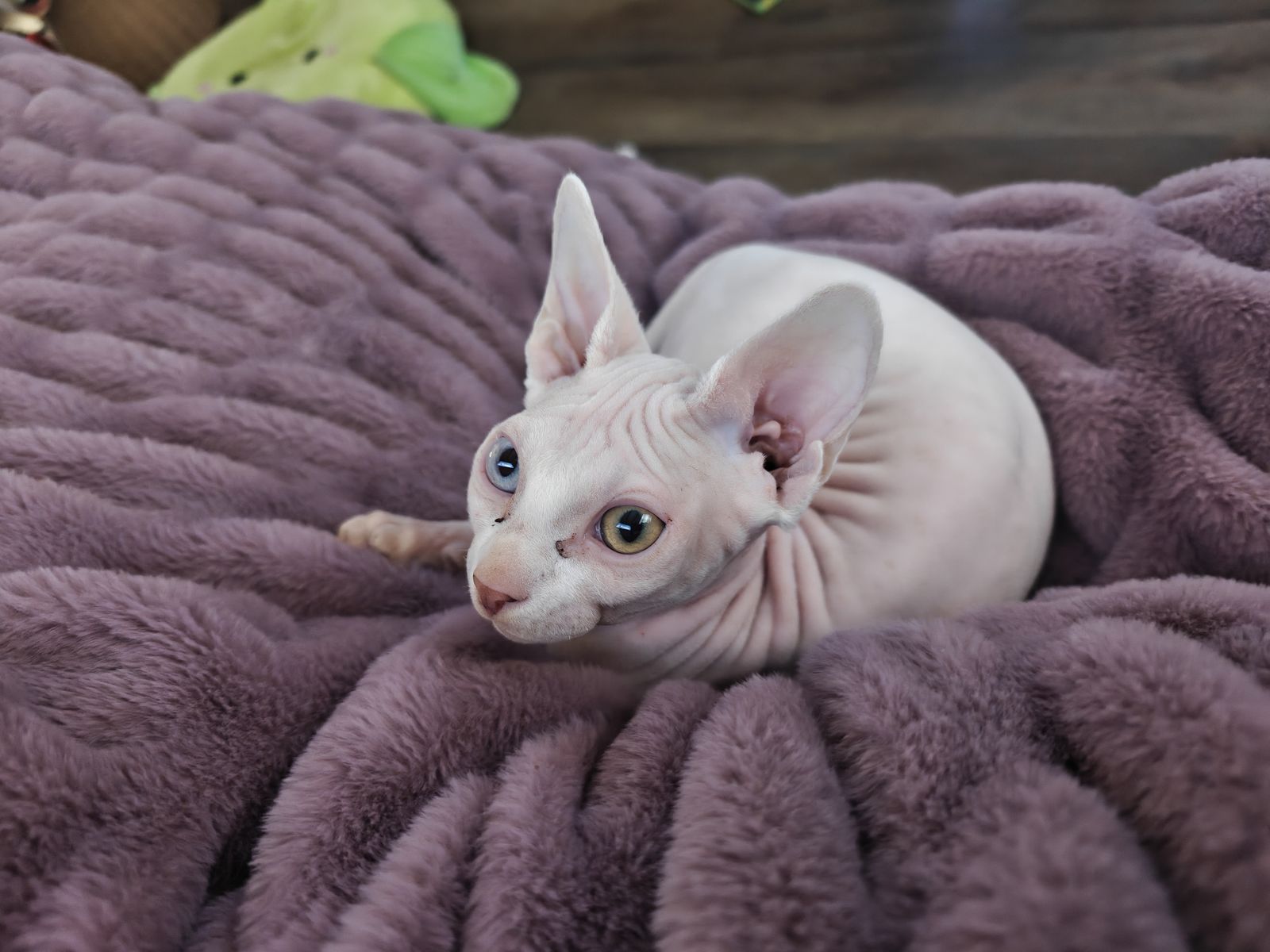 Sphynx kitten