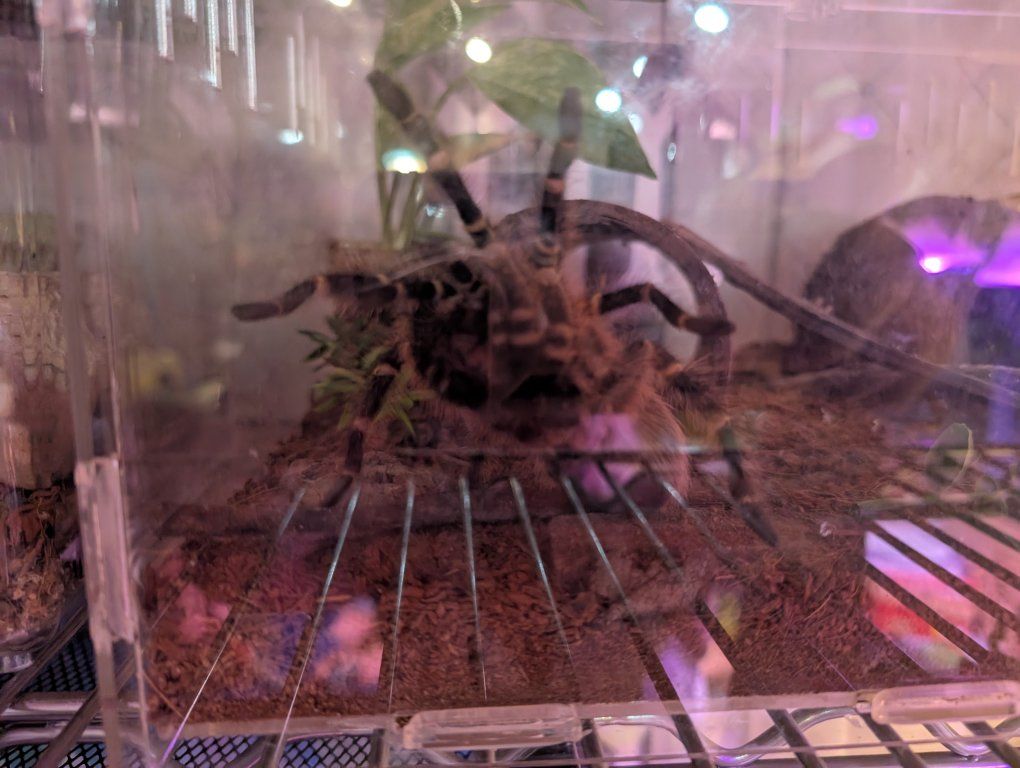 2 Chaco Golden Knee Tarantulas 1Female - 1 Male