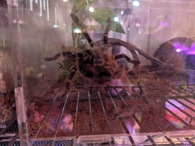 2 Chaco Golden Knee Tarantulas 1Female - 1 Male