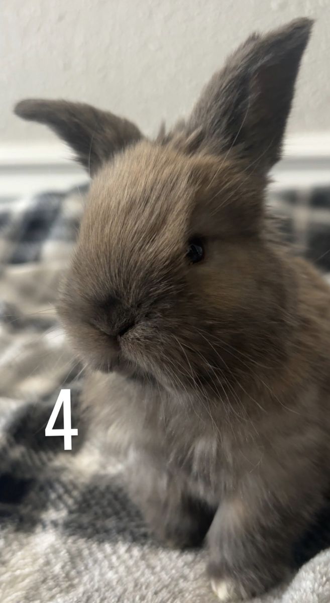 Holland Lop Bunnies