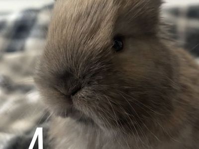 Holland Lop Bunnies