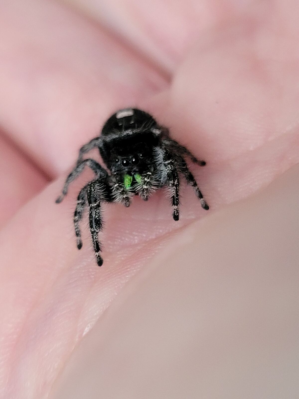 Female Bold Jumper (Phidippus Audax)