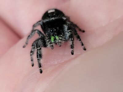 Female Bold Jumper (Phidippus Audax)