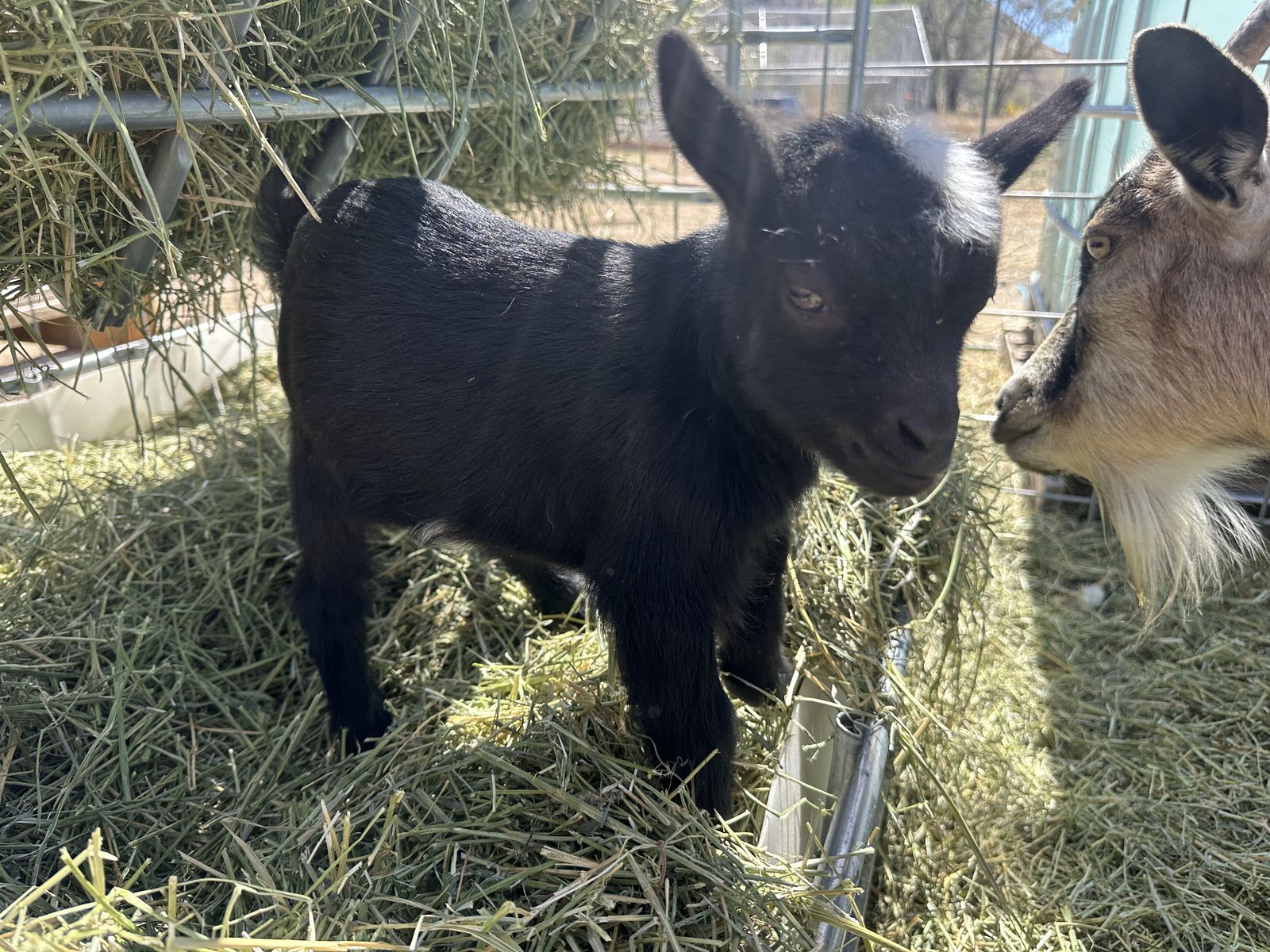 Nigerian Dwarf Buckling