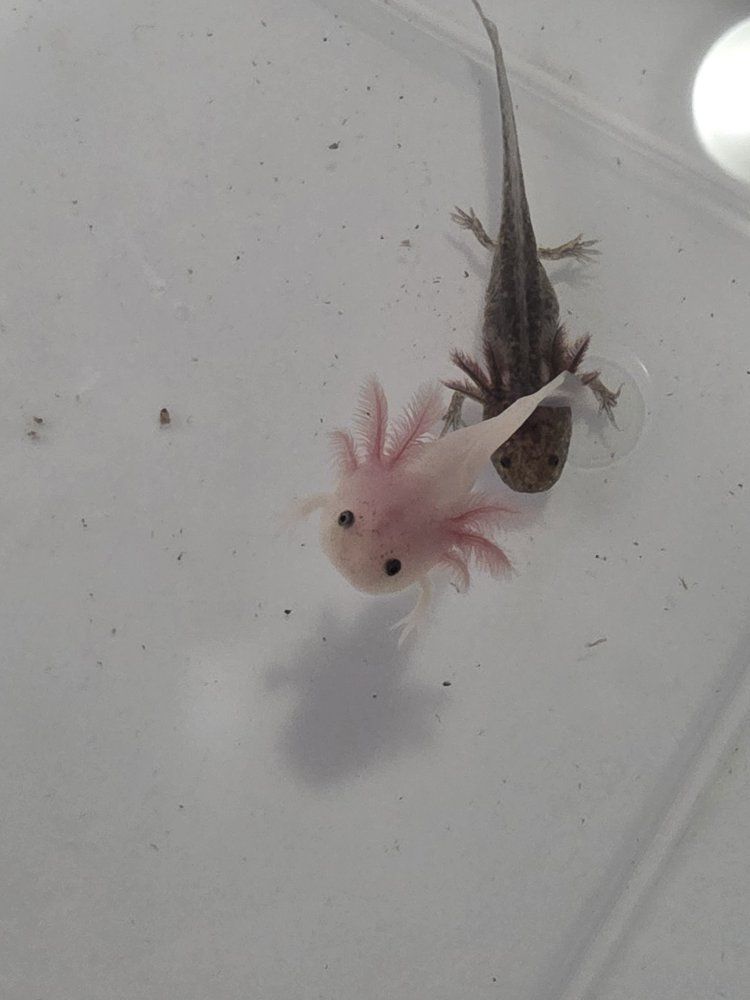 Axolotl