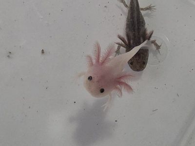 Axolotl