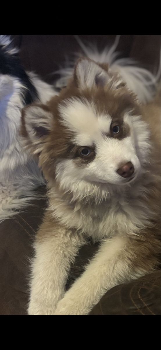 Pomsky