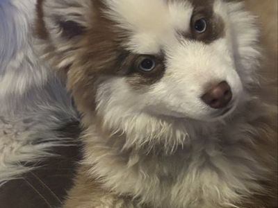 Pomsky