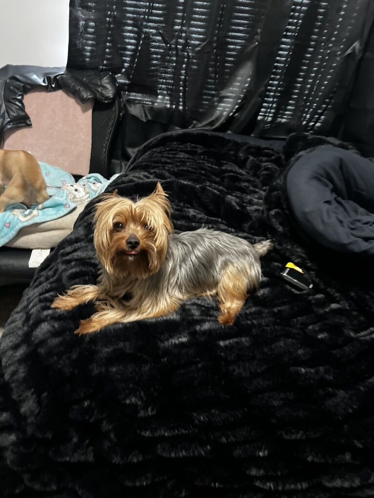 Sweet 4.5 Year Old Yorkshire Terrier rehoming